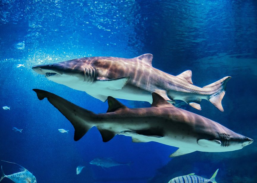 Летний онлайн-проект о водных обитателях «Акулы в Москве» от Москвариума