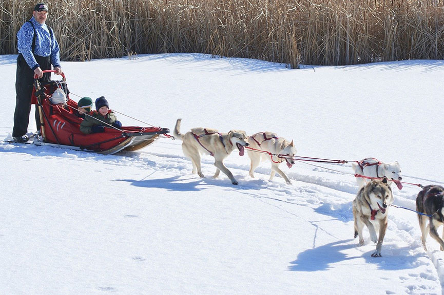Где покататься на собачьих упряжках в Москве и Подмосковье?