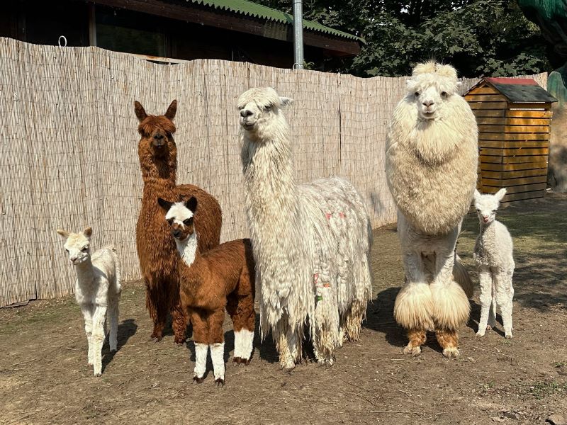 Три детёныша альпака родилось этим летом в парке развлечений «Сказка» 