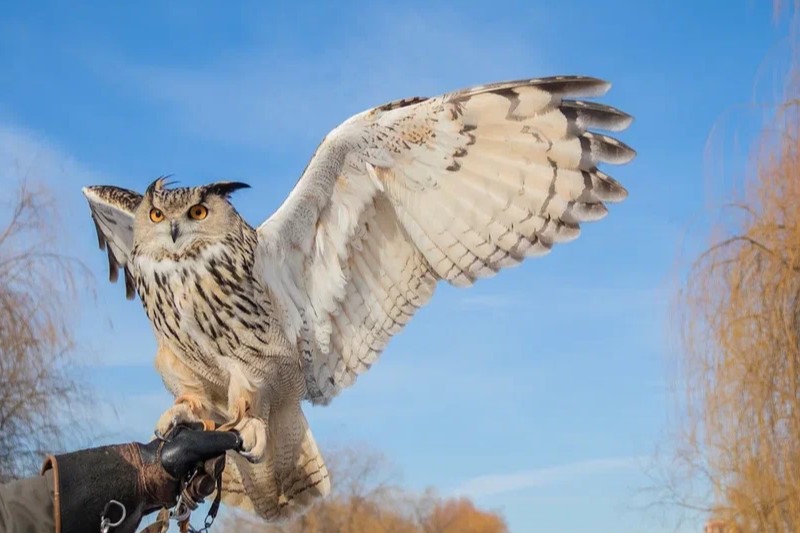 В апреле в Коломенском стартует просветительский проект «ЭкоКоломенское». 