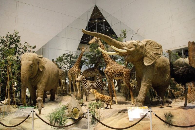 Каникулы в Дарвиновском музее. 8-13 апреля 2025.