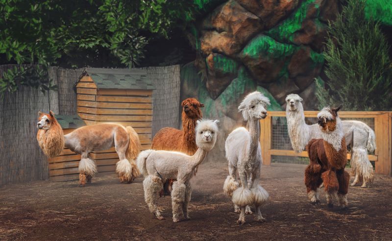 В Московском зоопарке открывается контактная площадка «Альпака Парк» В Московском зоопарке открывается контактная площадка «Альпака Парк»