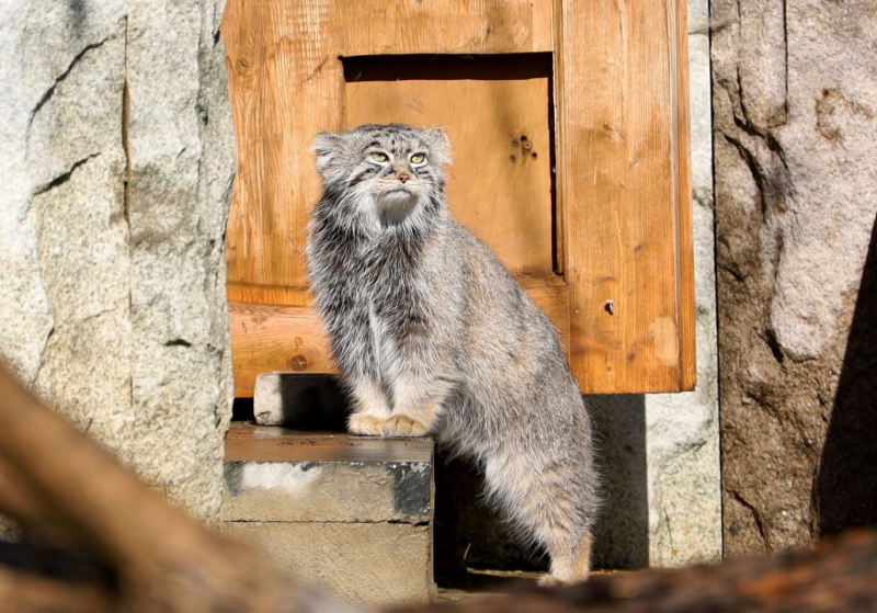 Московский зоопарк празднует 161-летие: программа для всей семьи с 12 по 16 февраля.