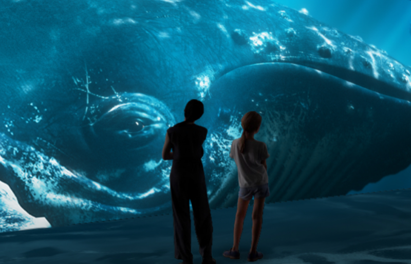 VI ОКЕАН — цифровое путешествие для всей семьи в мир океанских глубин. 04.03.25. 3+