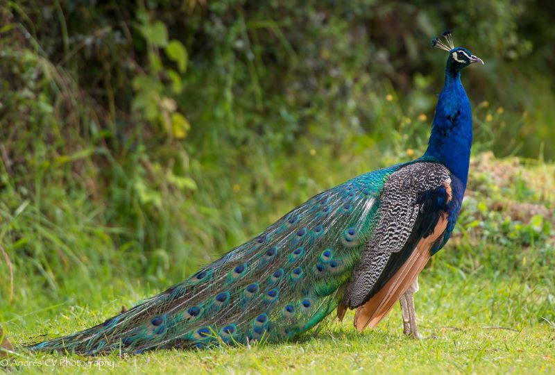 В парке развлечений «Сказка» появились индийские павлины Зевс и Гера 