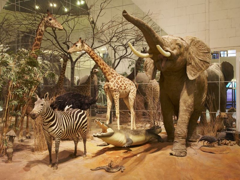 Каникулы в Дарвиновском музее 31 марта - 5 апреля 2026.6+