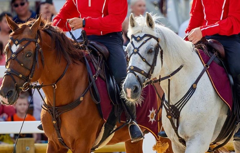 Фестиваль «Конное достояние» в Ландшафтном парке «Митино».0+