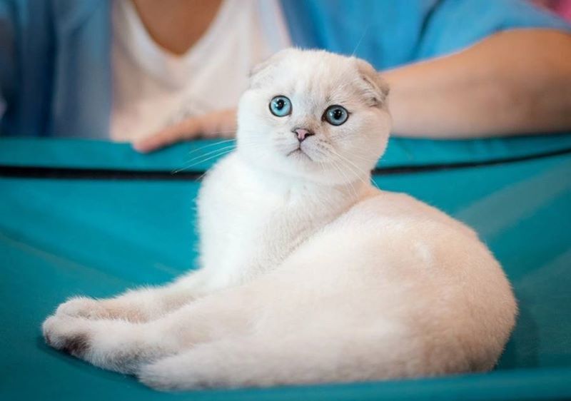 Выставка кошек «КоШарики-Шоу» на ВДНХ. 0+