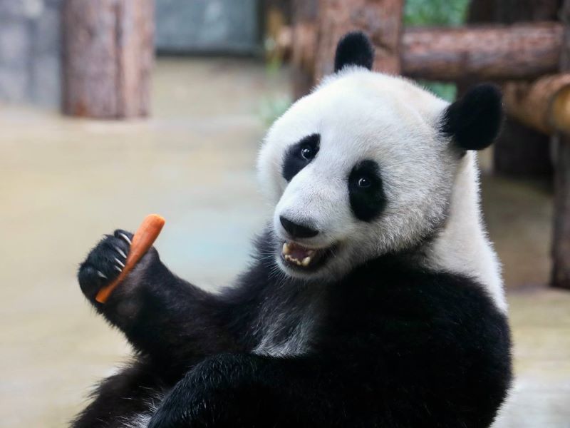 День рождения панды Катюши в Московском зоопарке.0+