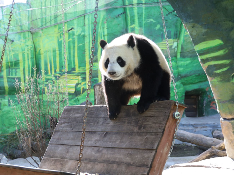 Неделя панд в Московском зоопарке. 28 июля-3 августа.0+