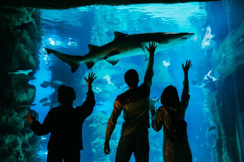 Москвариум отпразднует 10-летний юбилей: москвичей ждет насыщенная фестивальная программа