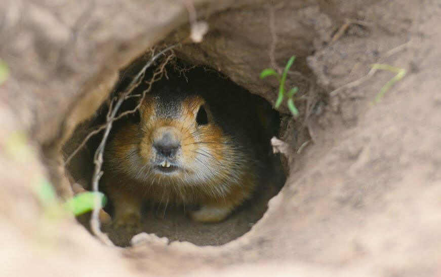Скоро весна! В московском зоопарке сурки вышли из спячки раньше срока