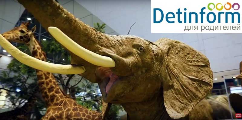 Чучело слона в Дарвиносвском музее в Москве