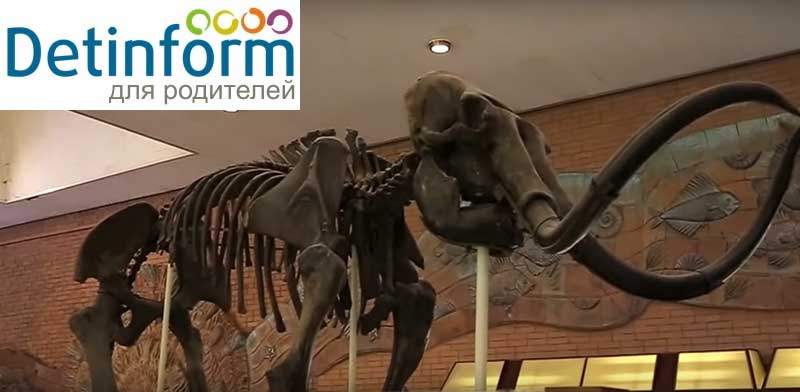 скелет мамонта в палеонтологическом музее