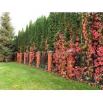 Частный детский сад "Золотой ключик" (КП "Картмазово")