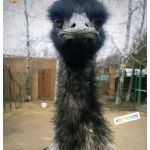 Миниферма "Страус"