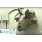 Палеонтологический музей РАН имени Ю.А. Орлова