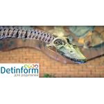 Палеонтологический музей РАН имени Ю.А. Орлова