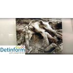 Палеонтологический музей РАН имени Ю.А. Орлова