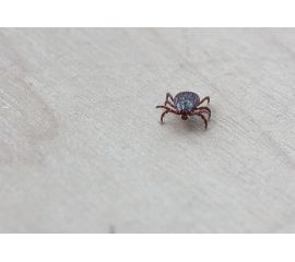 Как защитить детей от клещей и что делать, если укусил клещ?