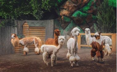 В Московском зоопарке открывается контактная площадка «Альпака Парк»