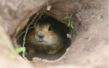 Скоро весна! В московском зоопарке сурки вышли из спячки раньше срока