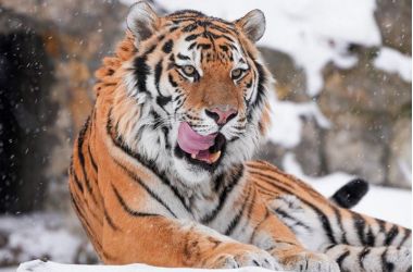 Кошачья неделя в Московском зоопарке.0+