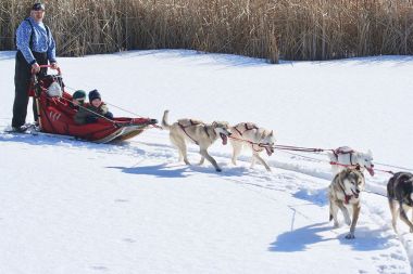 Где покататься на собачьих упряжках в Москве и Подмосковье?