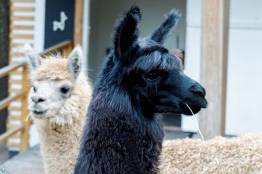 Каникулы в обнимку с альпака пройдут в парке развлечений «Сказка»