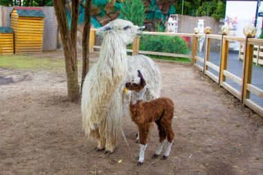 Парк развлечений «Сказка» приглашает детей на осенние каникулы в тематические парки «Альпака парк» и «Айва»