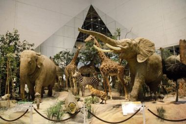 Каникулы в Дарвиновском музее. 8-13 апреля 2025.