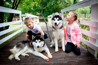 В каникулы московские школьники и дошкольники смогут бесплатно пообщаться с хаски в парке развлечений «Сказка»  