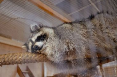 День открытых дверей в «Стране ЕНОТиЯ». 13 ноября.0+