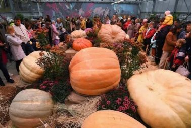 Фестиваль «Овощи-гиганты» в Ботаническом саду МГУ «Аптекарский огород». 0+