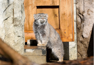 Московский зоопарк празднует 161-летие: программа для всей семьи с 12 по 16 февраля.