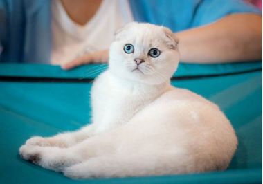 Выставка кошек «КоШарики-Шоу» на ВДНХ. 0+