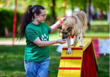 Фестиваль хвостатых друзей «Моспитомец».15-17 августа.0+