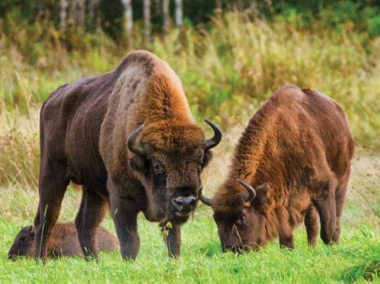 День Зубра в Зоологическом музее МГУ .11.04.6+