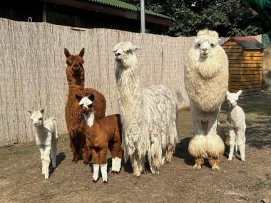 Три детёныша альпака родилось этим летом в парке развлечений «Сказка» 