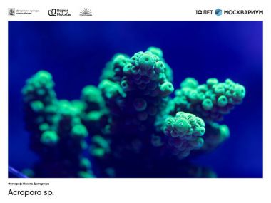 «Москвариум» отмечает 10-летие двумя уникальными фотовыставками в парках столицы 